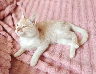 Котенок 3 месяца