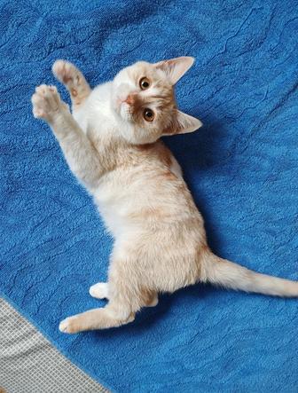 Котенок 3 месяца