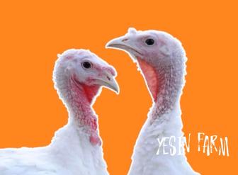 Белый широкогрудый инкубационные яйца индюков крупный индюк