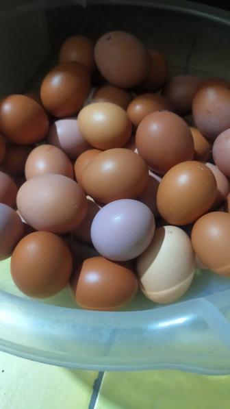 Продается яйцо домашних кур