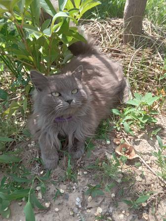 Кота Отдам в добрые руки!
