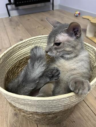 Отдам кота, сфинкс-браш