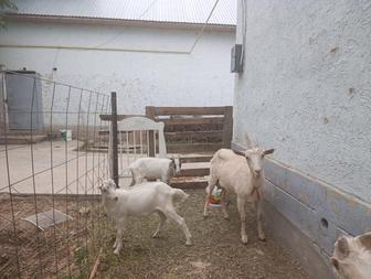 Продам Козлят