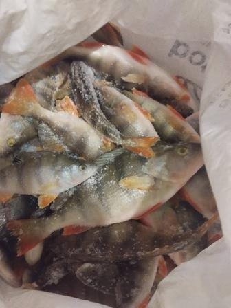 Окунь свежий 800 тнг за кг. Писать в личку. Доставки нет. Дачный микрорайон