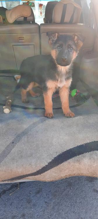 Немецкая овчарка