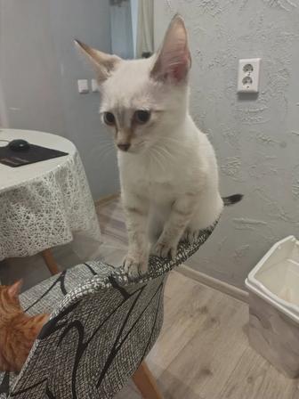 Котенок в добрые руки