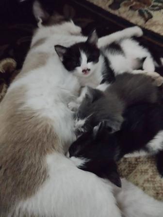 Котята