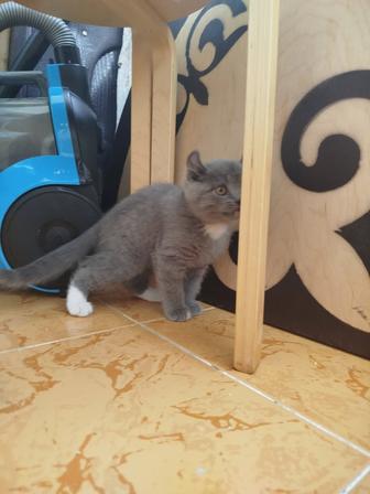 Продам котенкаАмериканский Керл