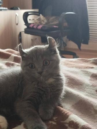 Продам котенкаАмериканский Керл