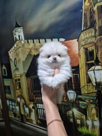 Продаю щенков шпица