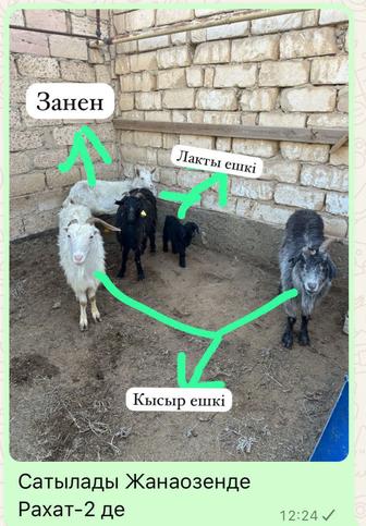 Ешкі сатылады