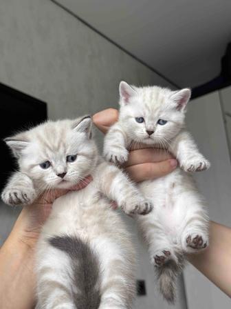 Элитные котята мраморные шотландские котята