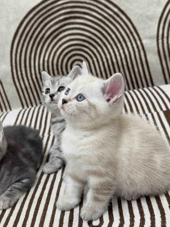 котята породистые шотландцы