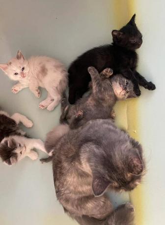 Котята