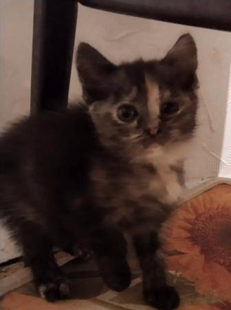 Отдам котят