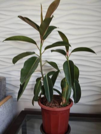 Фикус крупнолистный