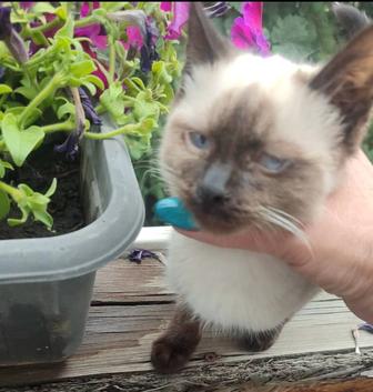 Котенок ищет дом