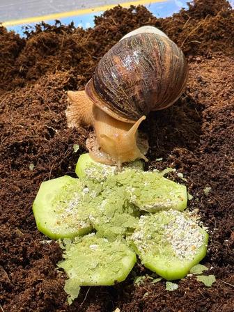 Улитки Ахатины 2шт., с контейнером и кормом