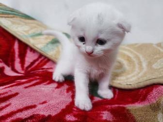 Продаются шотландские котята