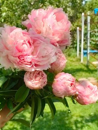Продам пионы под заказ на срез