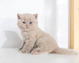 Британские котята элитные лилового окраса