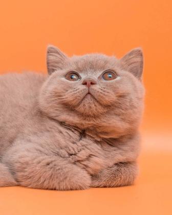 Британские котята элитные лилового окраса