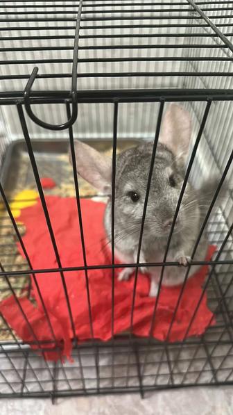 Продам Шиншиллу