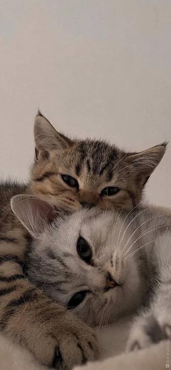 Котоняня - уход за питомцем на время вашего отсутствия