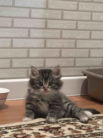 Сибирский котенок
