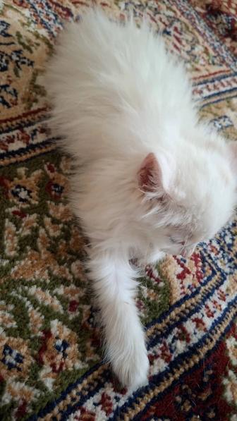 Отдам котенка