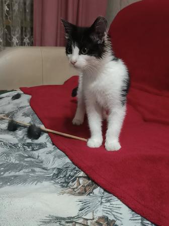 Умный котик ищет дом