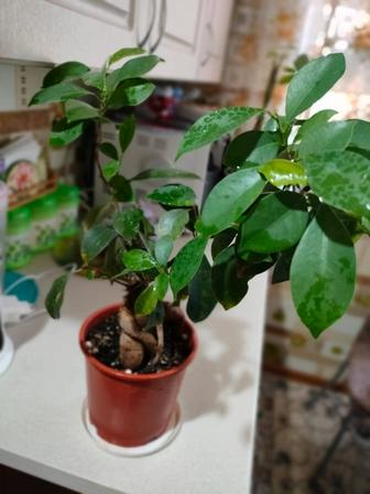 Бонсай Фикус микрокарпа