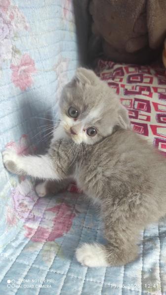 Котик