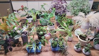 Комнатные цветы