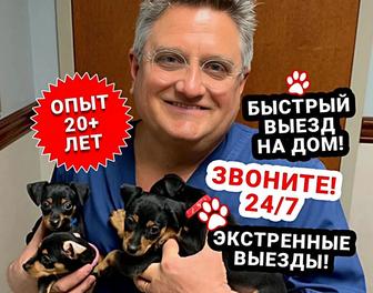 Ветеринар на выезд на дом ветеринарный врач вызов ветеринара вакцинация