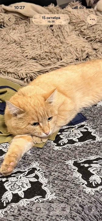 Отдадим бесплатно молодого кота.