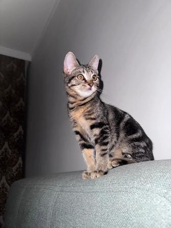 Котенок ищет семью. Кастрирован