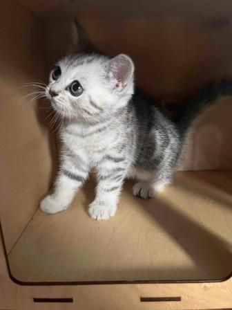 Британские котята