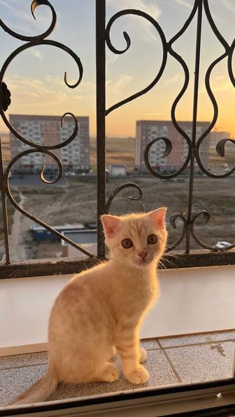 Котенок