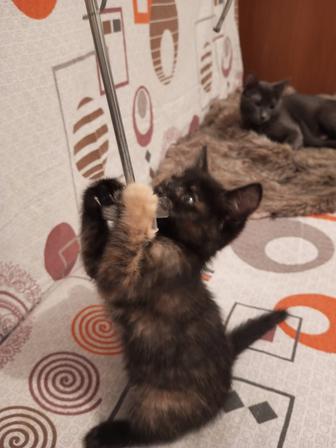 Отдам котенка бесплатно,девочка 2,5 месяца,шотландская прямоухая