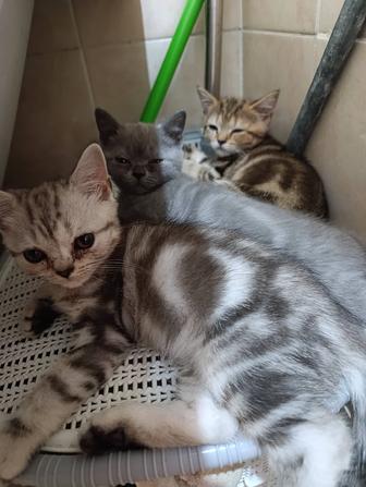 Шотландские котята 2.5 месяца 3 девочки
