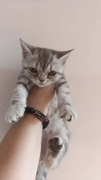Шотландские котята 3 месяца 2 девочки
