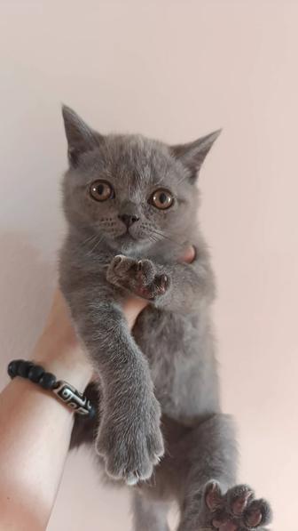 Шотландские котята 3 месяца 2 девочки