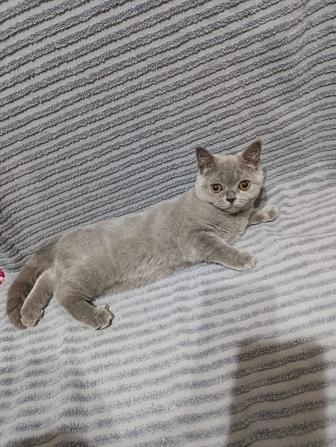 Шотландские котята 3 месяца 2 девочки