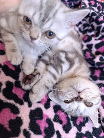 Шотландские котята 2.5 месяца 3 девочки