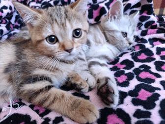 Шотландские котята 2.5 месяца 3 девочки