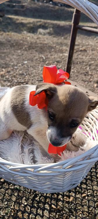 Продаю щенят Джек Рассел помесь