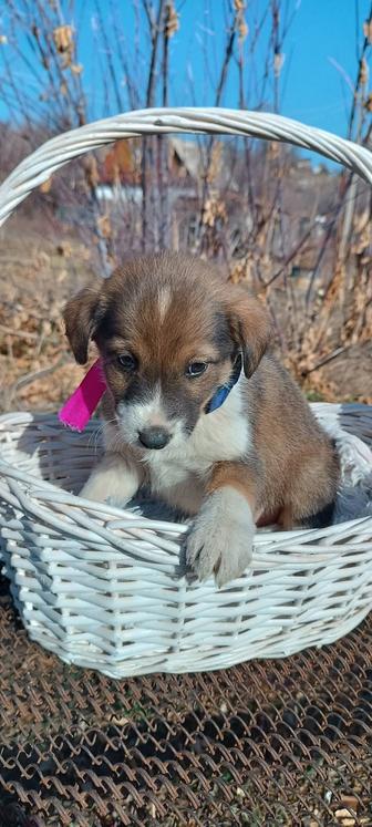 Продаю щенят Джек Рассел помесь