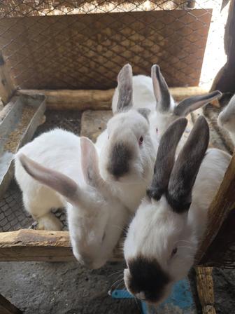 Кролики калифорнийские