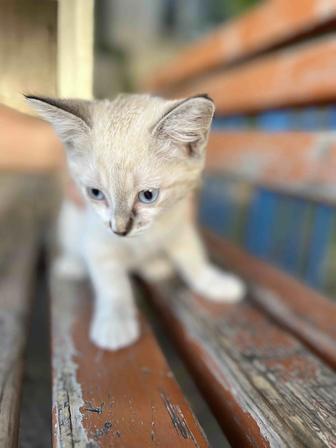 Котенка бесплатно